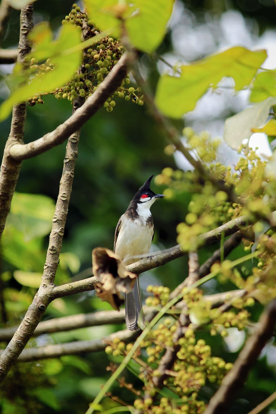 Photo wallpaper bird, branch, chernogory Bulbul | Animals beautiful,  Animals and pets, Animals