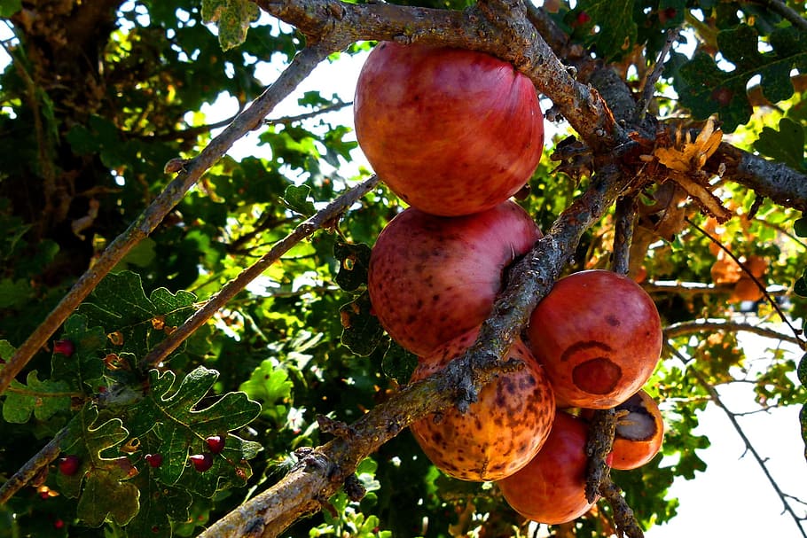 tree fruit, red, nature, organic, environment, plant, healthy eating HD wallpaper