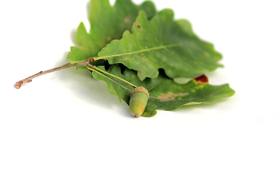 Acorn, Oak, Plant, Sheet, Walnut, Tree, oak leaf, acorns, summer, HD wallpaper