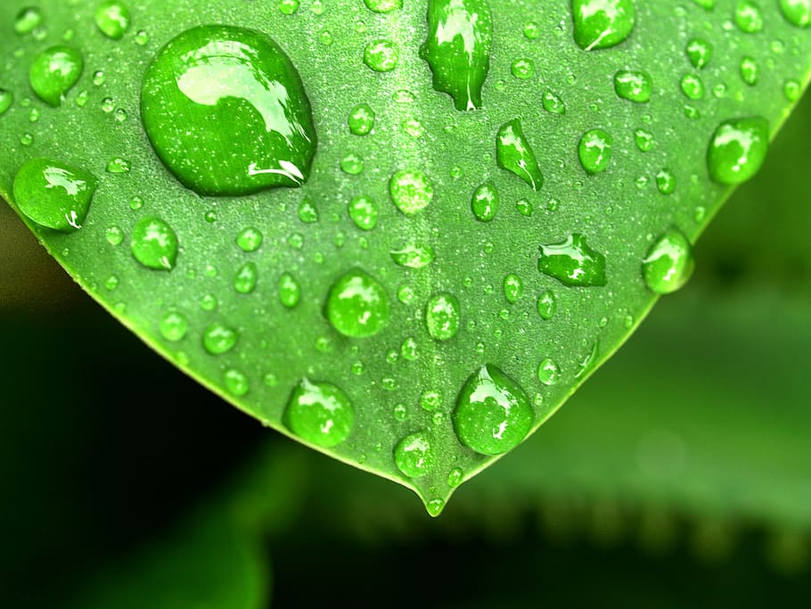 green leaf plant with rain drops closeup photo, water, grass