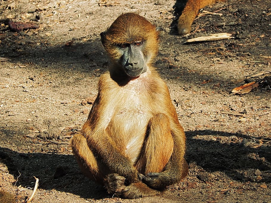 baboon, monkey, wilderness, wildlife, primate, animals in the wild HD wallpaper