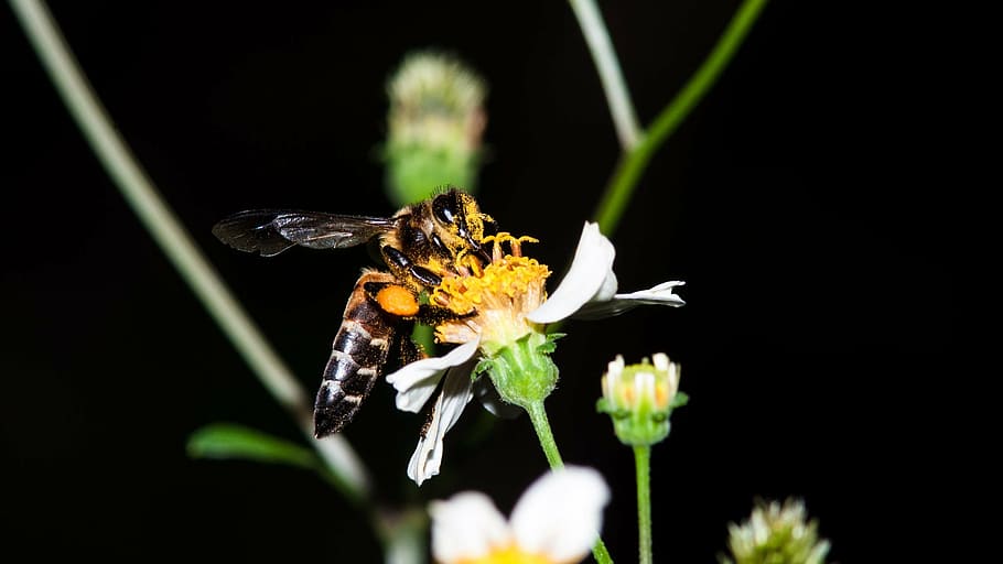 bees, deficit, cool, insects, makro, flower, tansy, the pollen HD wallpaper