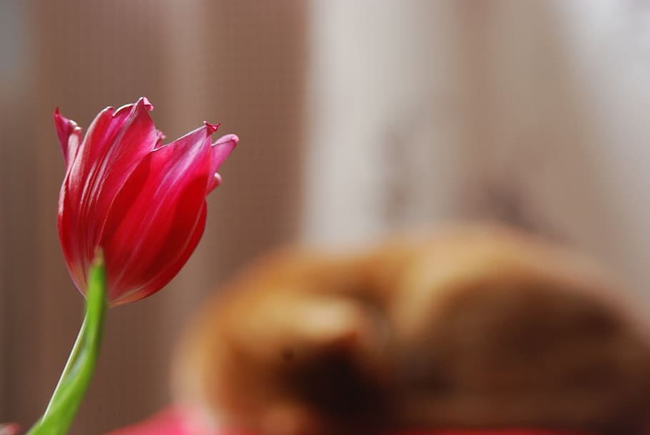 tulip, cat, red, spring, focus, flowering plant, freshness HD wallpaper