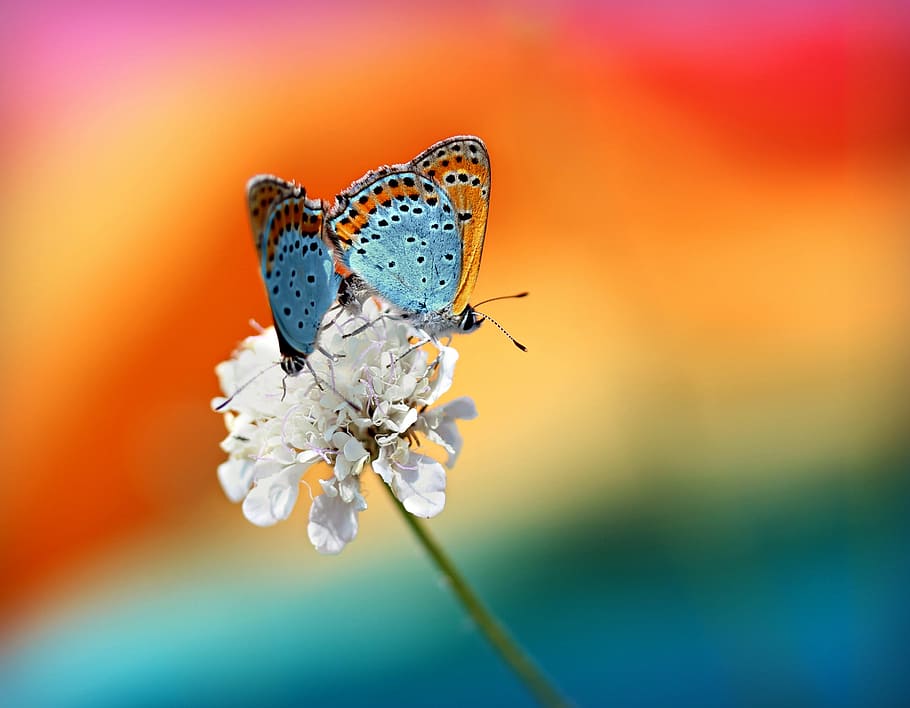 brown and blue butterflies on white petaled flowers, butterfly, HD wallpaper