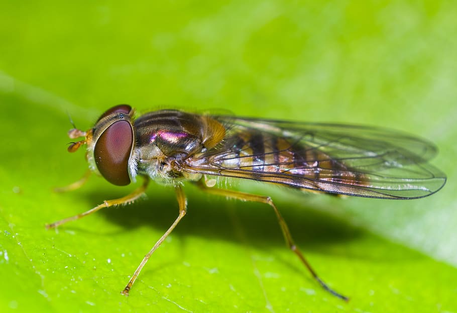 insect, macro, nature, fly, one animal, animal themes, green color HD wallpaper