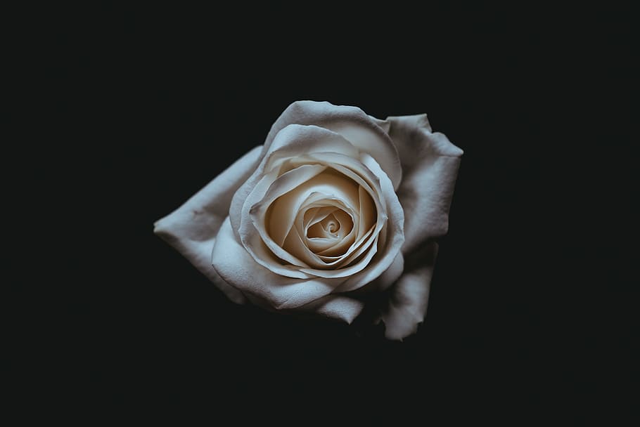 white rose photography, photo of white flower, rose - Flower, HD wallpaper
