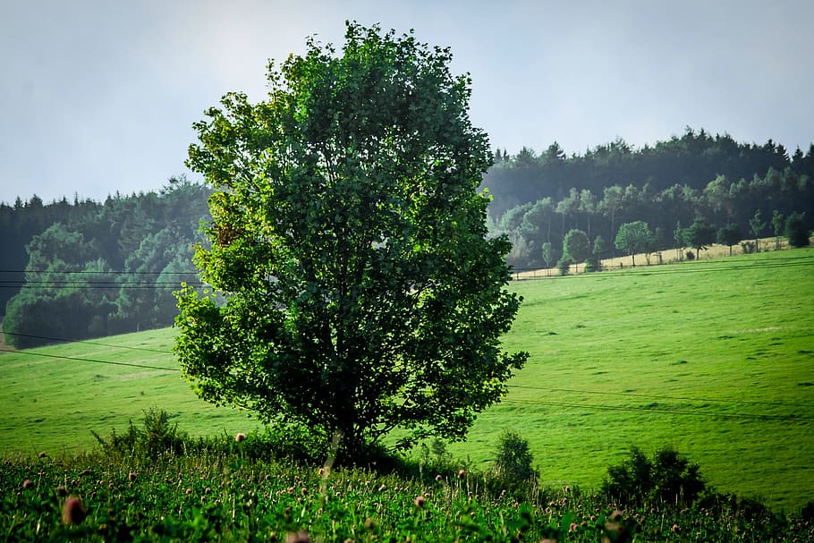 nature, tree, meadow, field, grass, leaves, forest, wood, log HD wallpaper