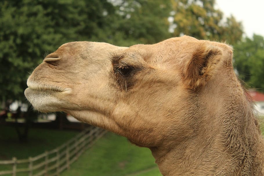 camel, head, closeup, mammal, animal themes, one animal, domestic animals HD wallpaper