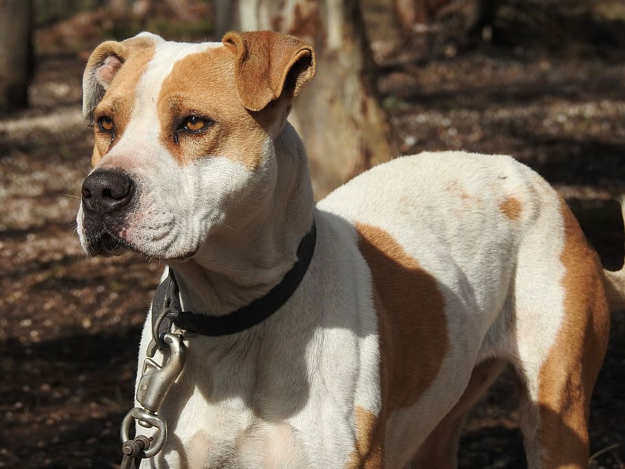 Canine, Pitbull, Guard Dog, poised, hunting dog, loyal, pet, HD wallpaper