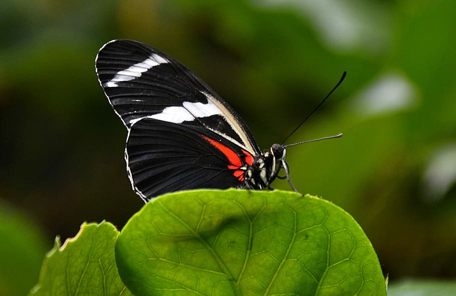 Butterfly, Black-White, Leaf, insect, butterfly - insect, animal wing HD wallpaper