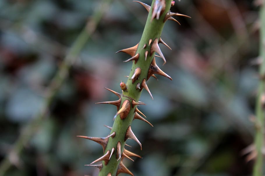 thorns, spur, close, nature, cactus, plant, growth, close-up HD wallpaper