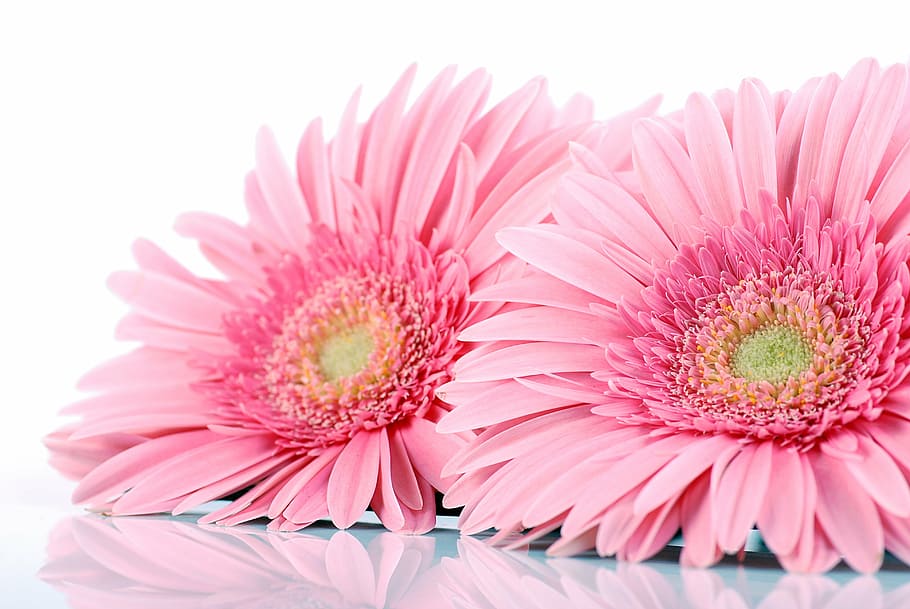 11100 Pink Sunflower Stock Photos Pictures  RoyaltyFree Images   iStock  Pink sun flower