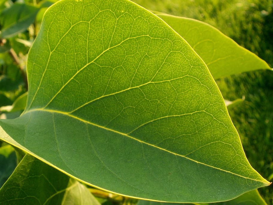 sheet, greens, closeup, tree, summer, grass, nature, plant HD wallpaper