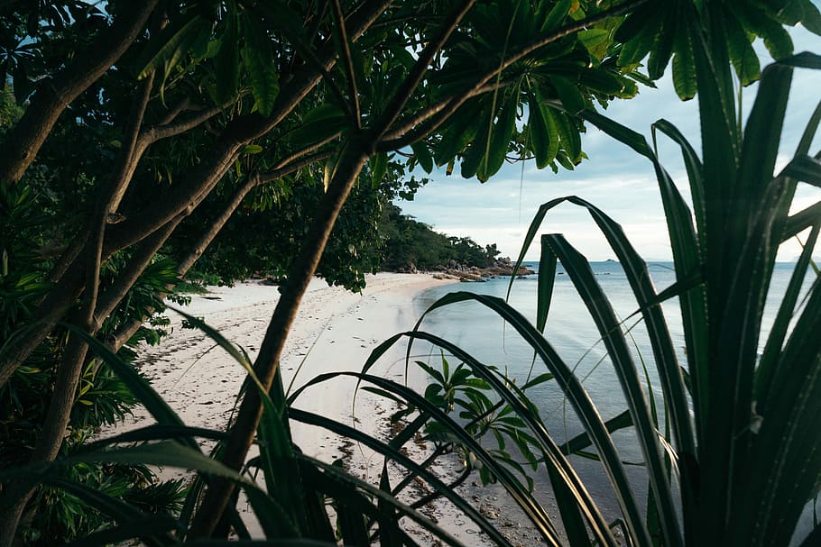 photo of beach during daytime, trees on seashore, ocean, sand HD wallpaper
