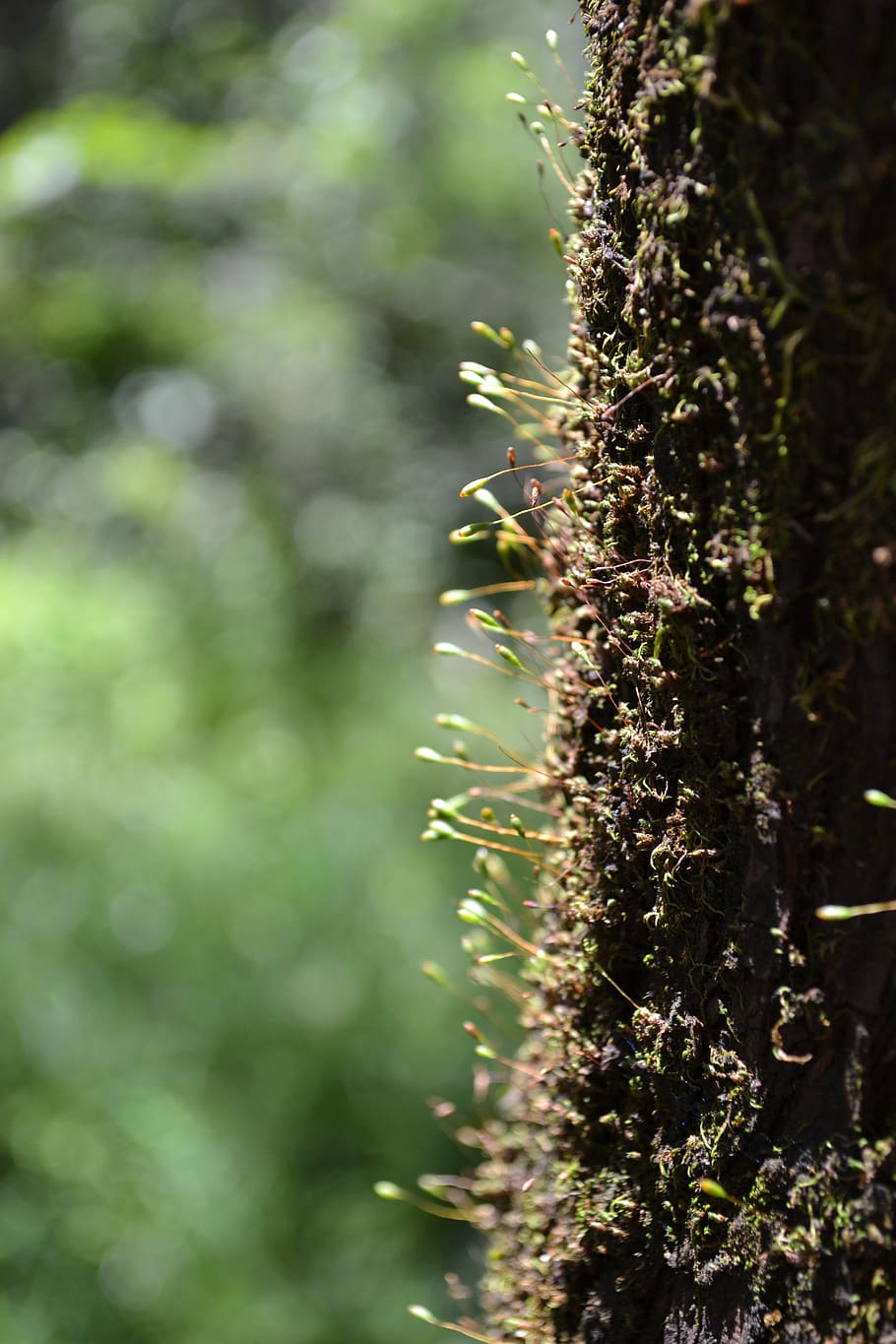 life, forest, power, dry, plant, growth, nature, day, close-up HD wallpaper