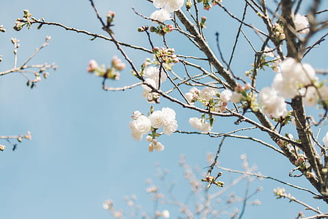 white flowers in tree branch during daytime, shallow focus photography of white flowers HD wallpaper