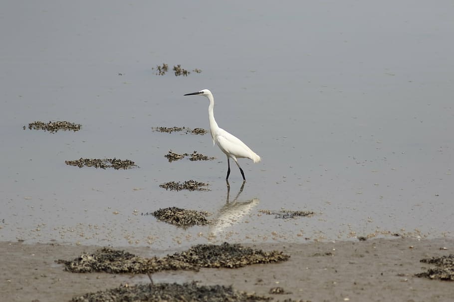 heron, bird, pond, animal wildlife, animal themes, animals in the wild HD wallpaper