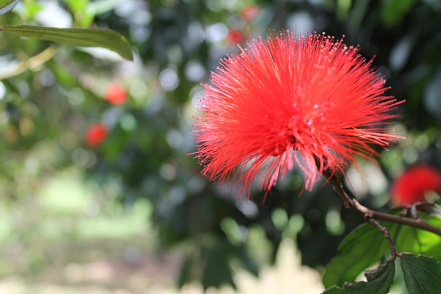 flower, nature, garden, plant, red, flowering plant, fragility HD wallpaper