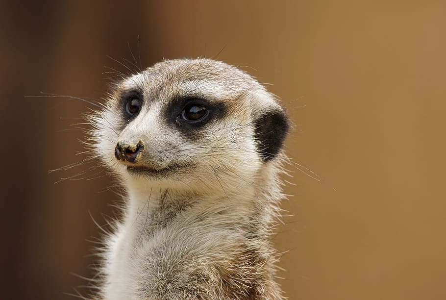 Meerkat 1080P, 2K, 4K, 5K HD wallpapers free download | Wallpaper Flare