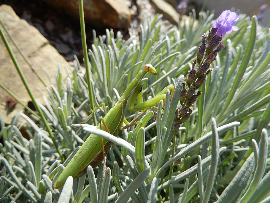 mantis, insect, mantis religiosa, nature, praying, bush, sheet HD wallpaper
