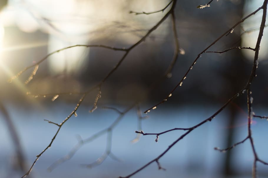 lines, trees, branches, winter, sunset, light, ice, focus on foreground HD wallpaper