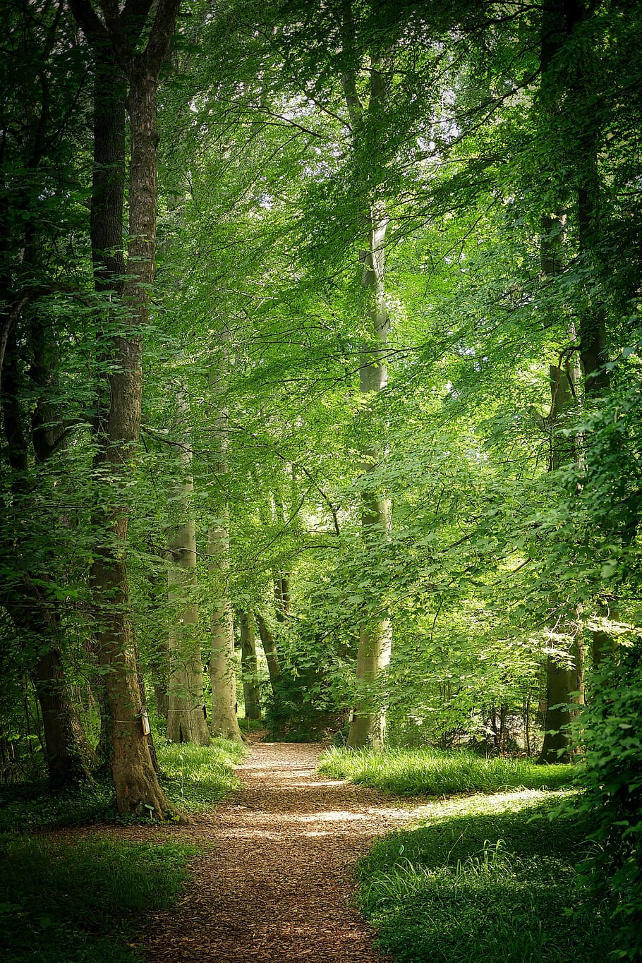 forest tree during daytime, nature, wood, leaf, park, away HD wallpaper