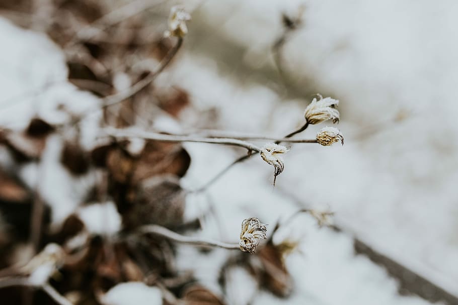 Close-ups of snowy trees, closeup, leaves, pine, twig, branch HD wallpaper