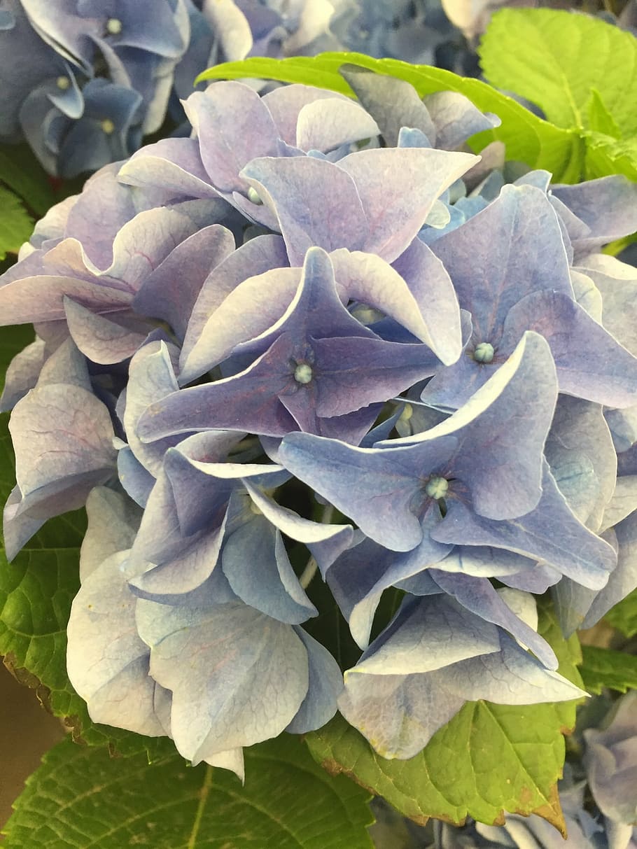 hydrangea, flower, plant, nature, floral, blossom, summer, garden HD wallpaper