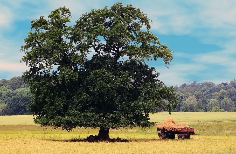 tree, nature, fields, grain cart, landscape, seasons, summer HD wallpaper