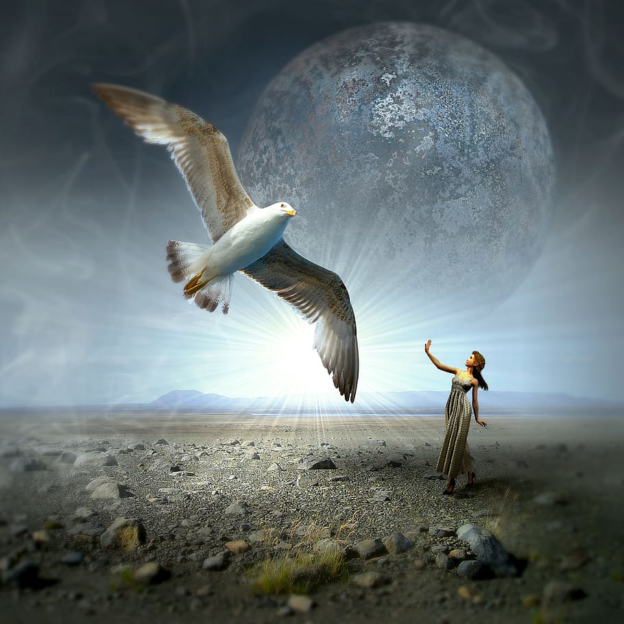 woman in white dress looking at bird, cd cover, gull, moon, landscape