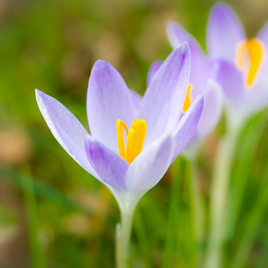 crocus, spring, flowers, purple, violet, meadow, stamp, pistil HD wallpaper