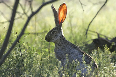 hare on grass, jackrabbit, listening, still, ears, wild, wildlife HD wallpaper