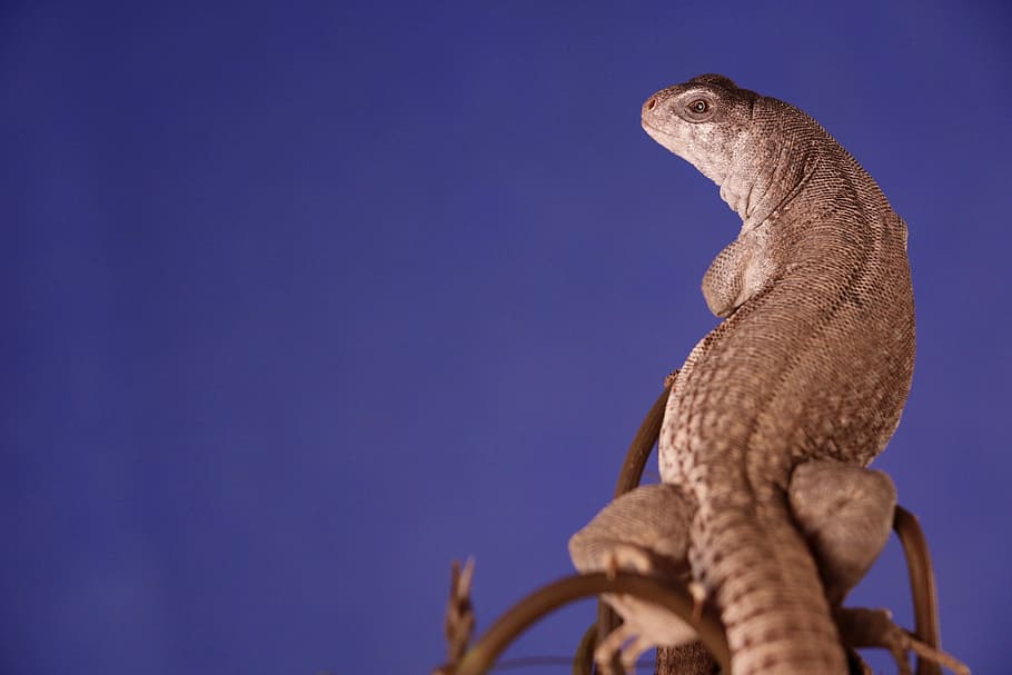 closeup photo of gray lizard, gray reptile looking sideways, iguana