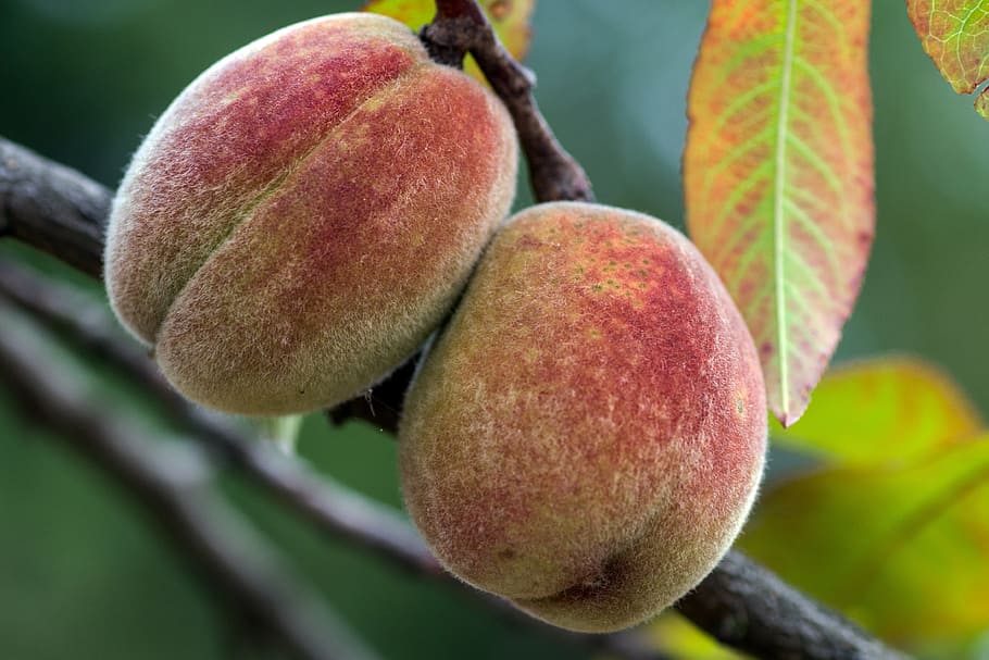 peaches, tree, native peach, orchard, food and drink, fruit HD wallpaper