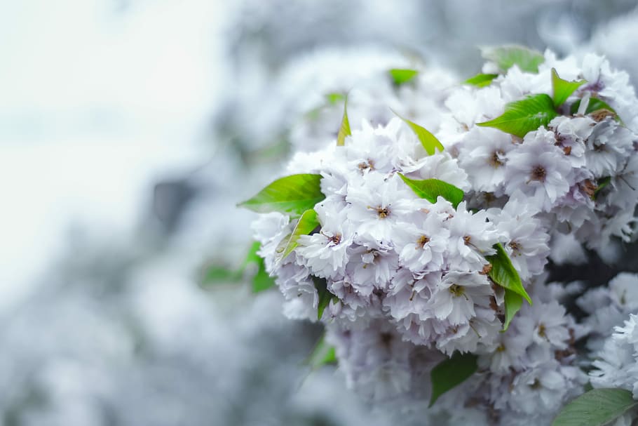 flower, nature, spring, flora, flowering, wild, bouquet, white HD wallpaper