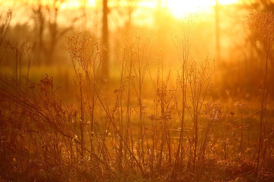 sun, sunset, light, abendstimmung, autumn, nature, beauty in nature HD wallpaper
