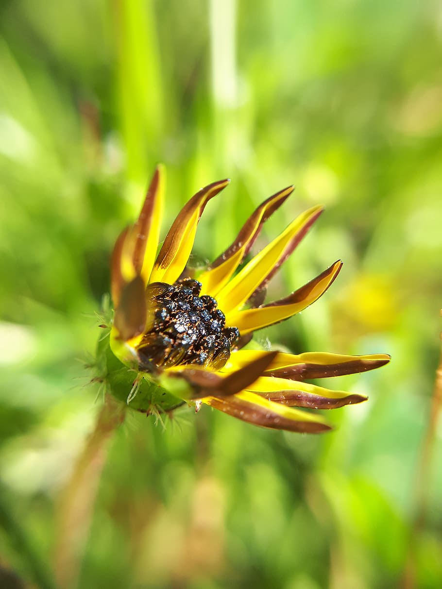 macro, nature, summer, garden, flora, leaf, flower, plant, growth HD wallpaper