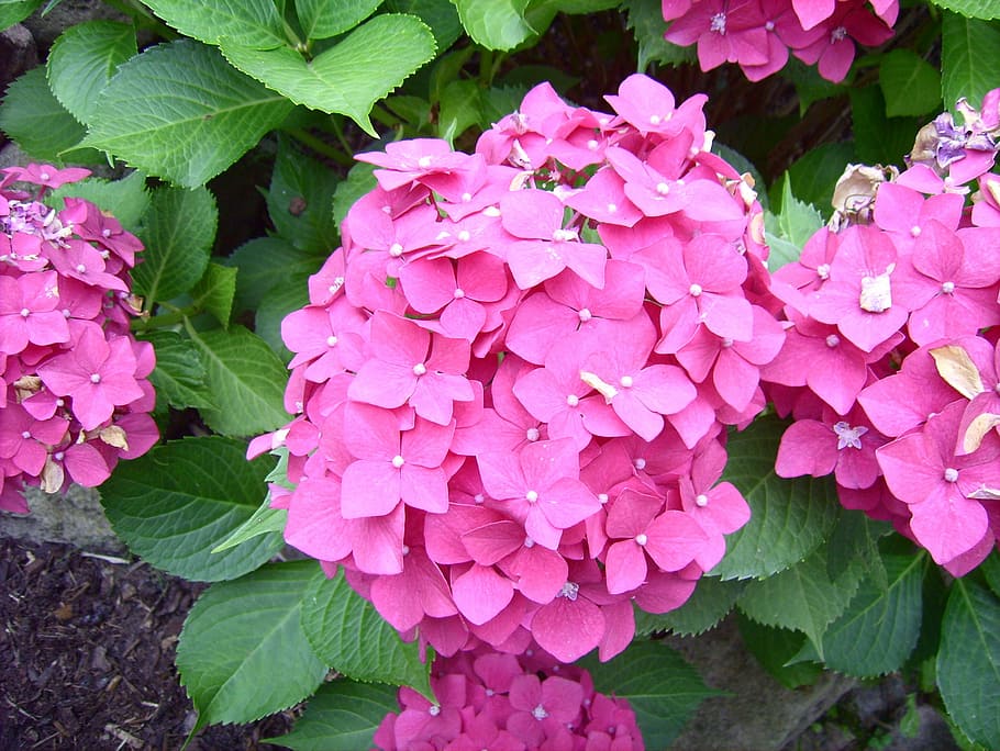 hydrangea, flowers, nature, plant, pink Color, summer, leaf HD wallpaper