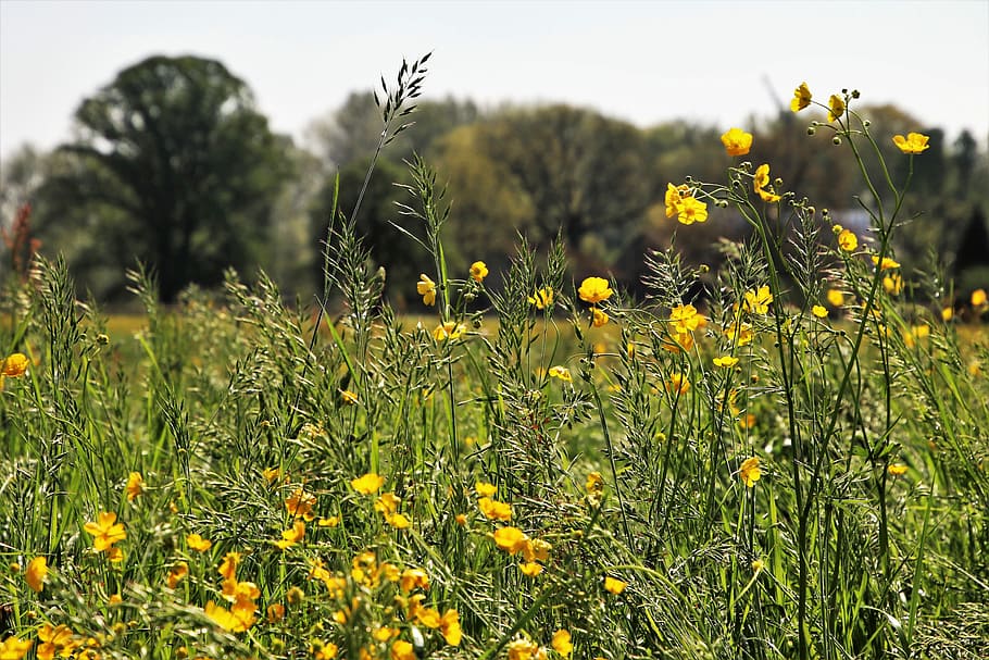yellow petaled flowers in bloom at daytime, nature, meadow HD wallpaper