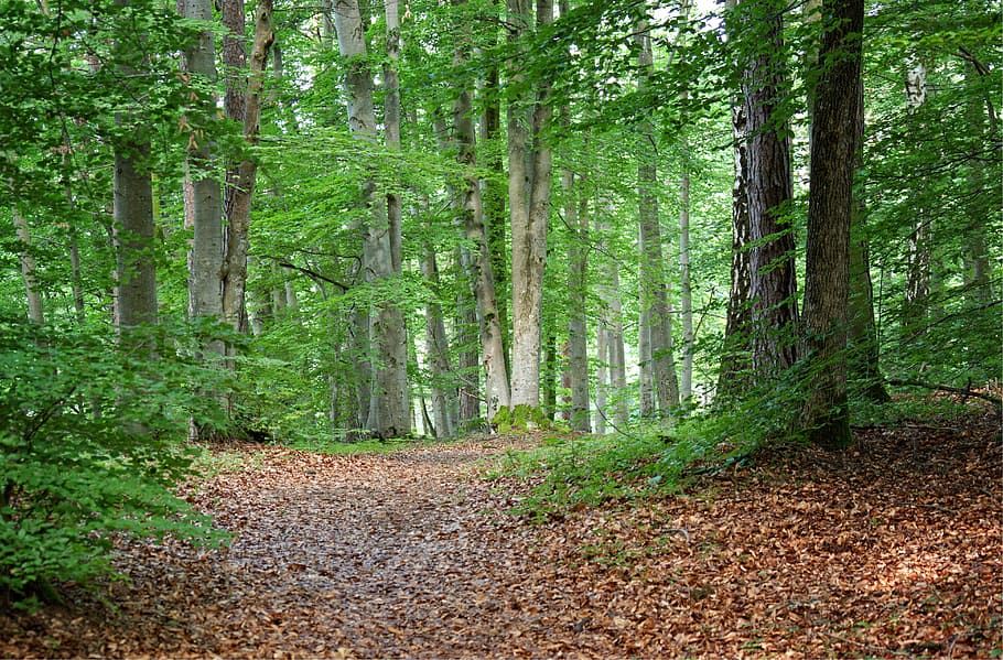Forest, Away, Nature, Trees, Path, forest path, trail, nature trail HD wallpaper