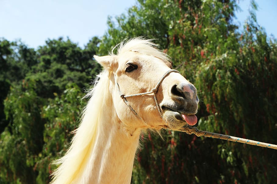 close up photography of brown horse with leash, silly, funny, HD wallpaper