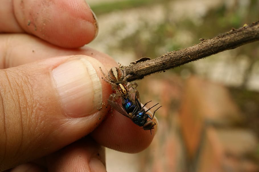nature, insects, spider, fly, the, virginia, quindio, colombia HD wallpaper