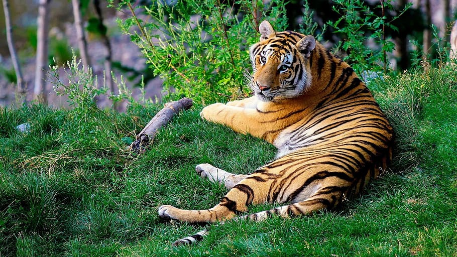 laying tiger on grass at daytime, bengal tiger, forestry, wildlife, HD wallpaper