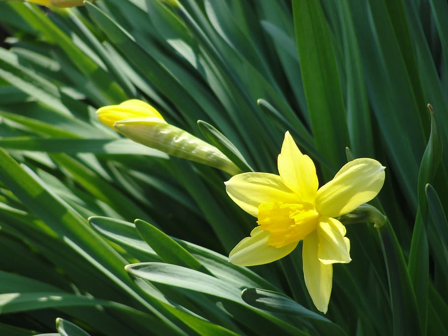 narcissus, flower, spring, plant, beauty in nature, yellow HD wallpaper