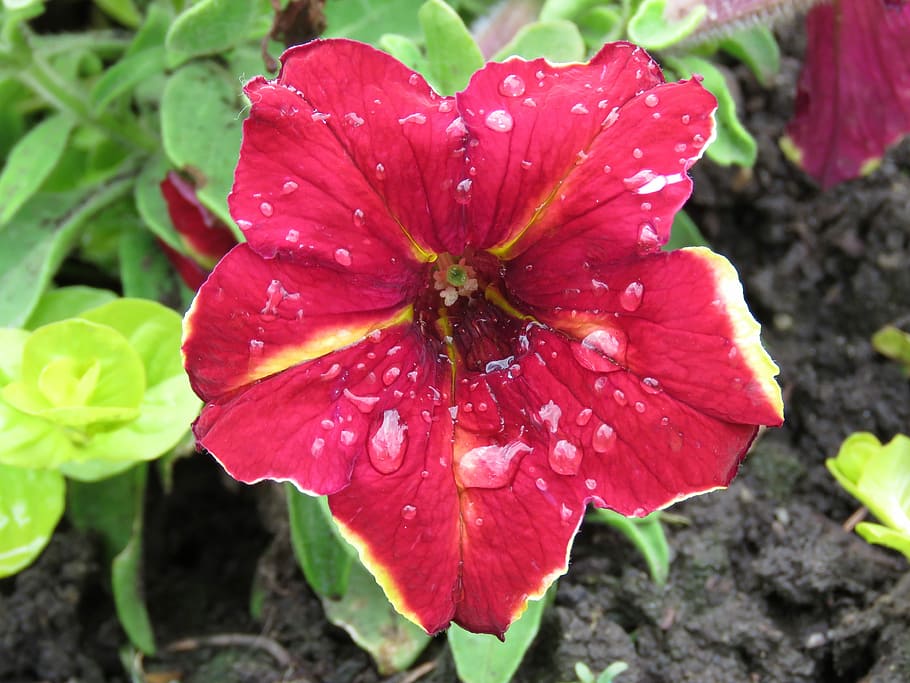 Petunia, Raindrops, Flower, Garden, red, plant, pink color HD wallpaper