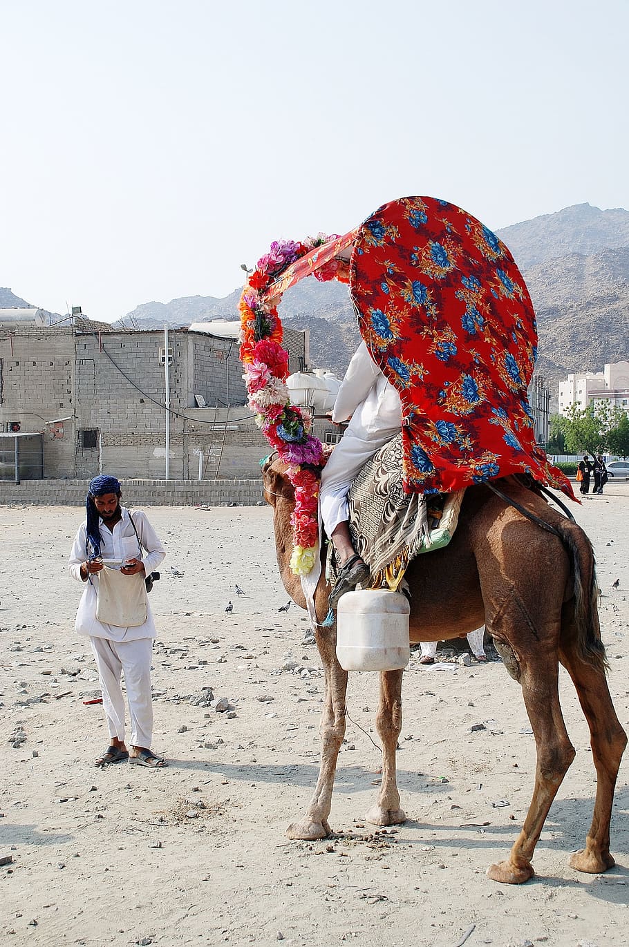 Camel, Animal, Face, Desert, Travel, sand, transportation, ride, HD wallpaper
