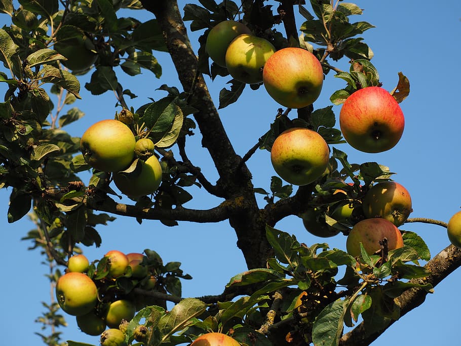 Apple Tree, Fruit, Frisch, red, healthy, vitamins, orchard HD wallpaper