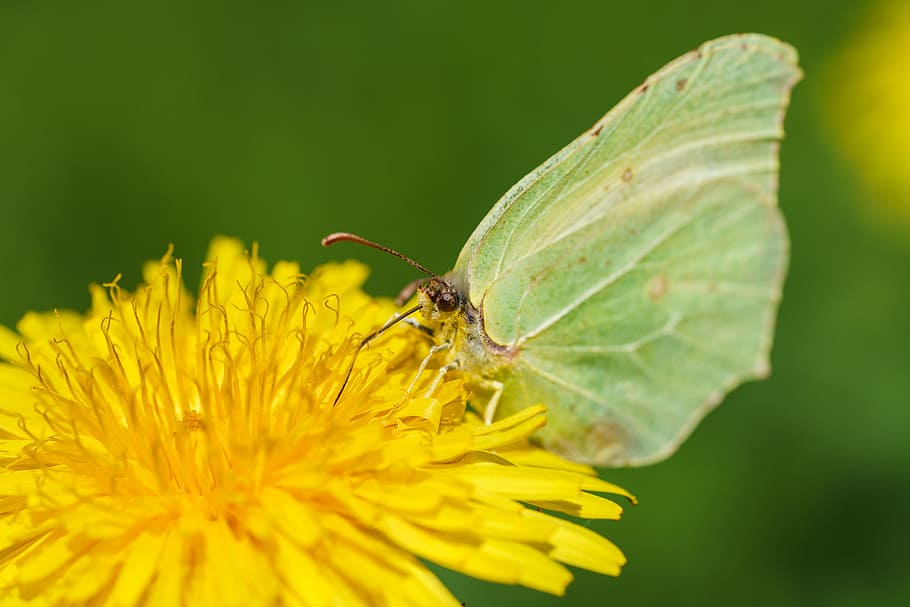 Butterfly, Animal, Macro, insect, nature, butterfly - Insect HD wallpaper