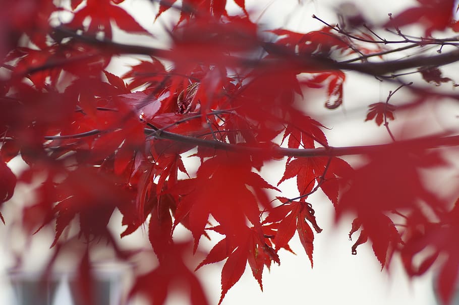 leaves, maple, red, autumn, leaf, plant part, branch, no people HD wallpaper