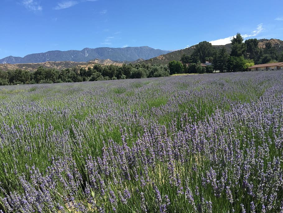 lavender fields, california, mountains, flower, plant, flowering plant HD wallpaper